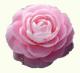 Camellia2
