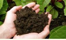 Compost