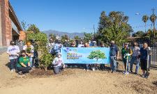 TreePlanting